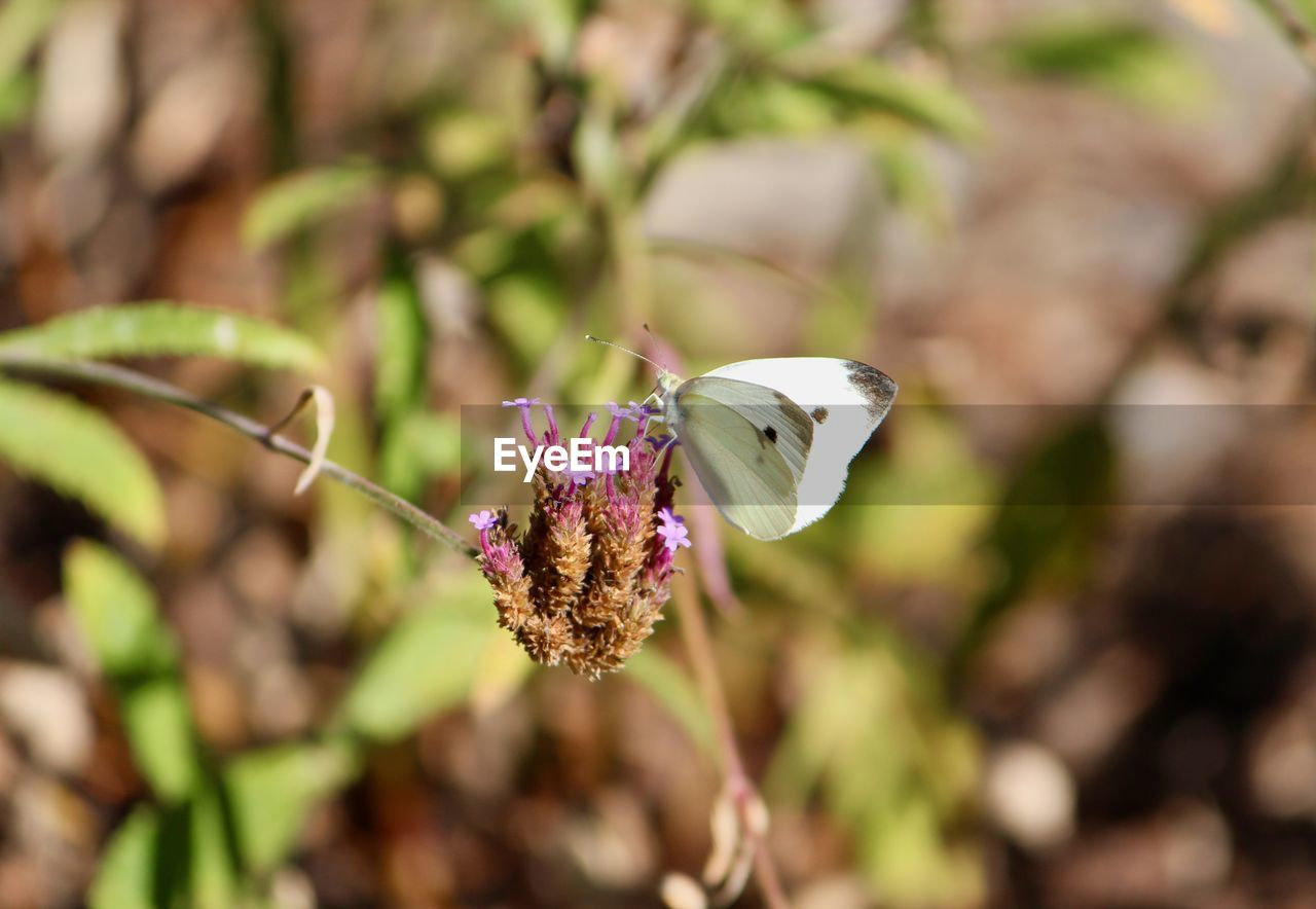 CLOSE-UP OF BUTTERFLY ON FLOWER