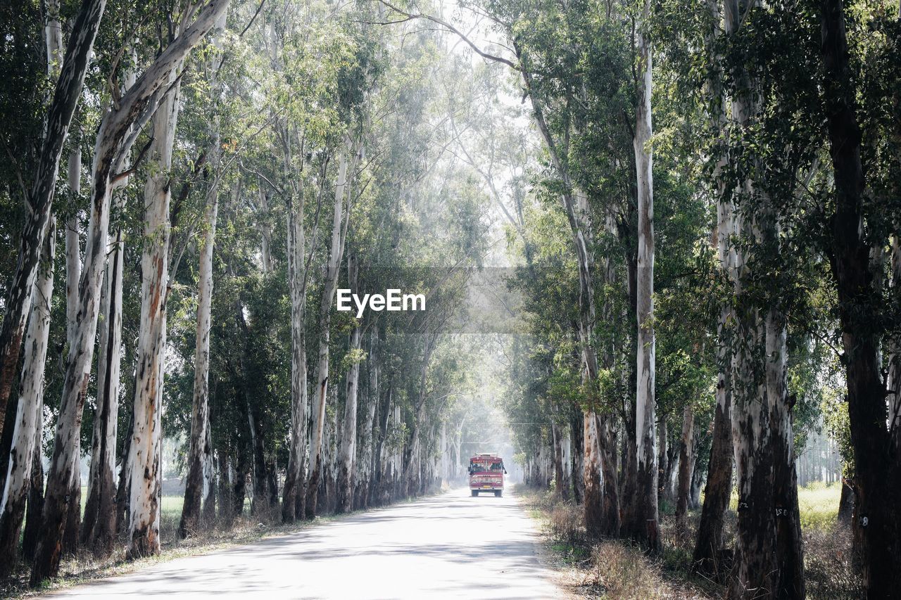 Road amidst trees in forest