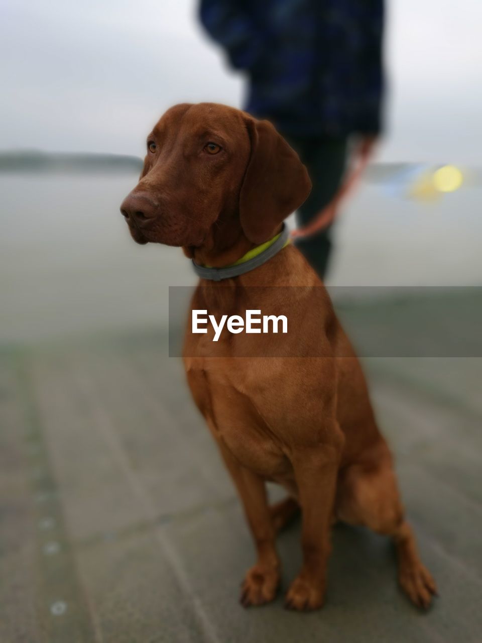 Brown dog sitting outside with owner