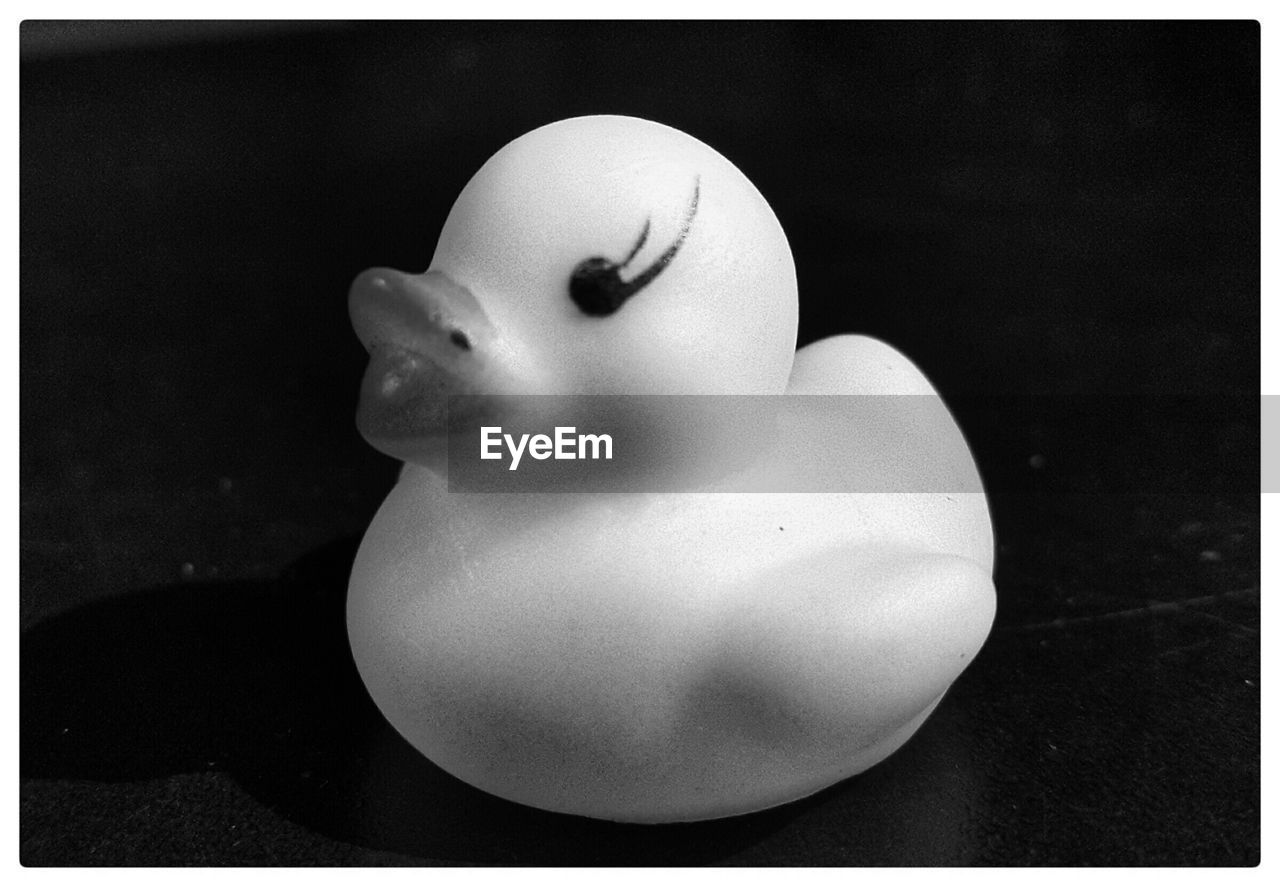 Close-up of a plastic duck over black background