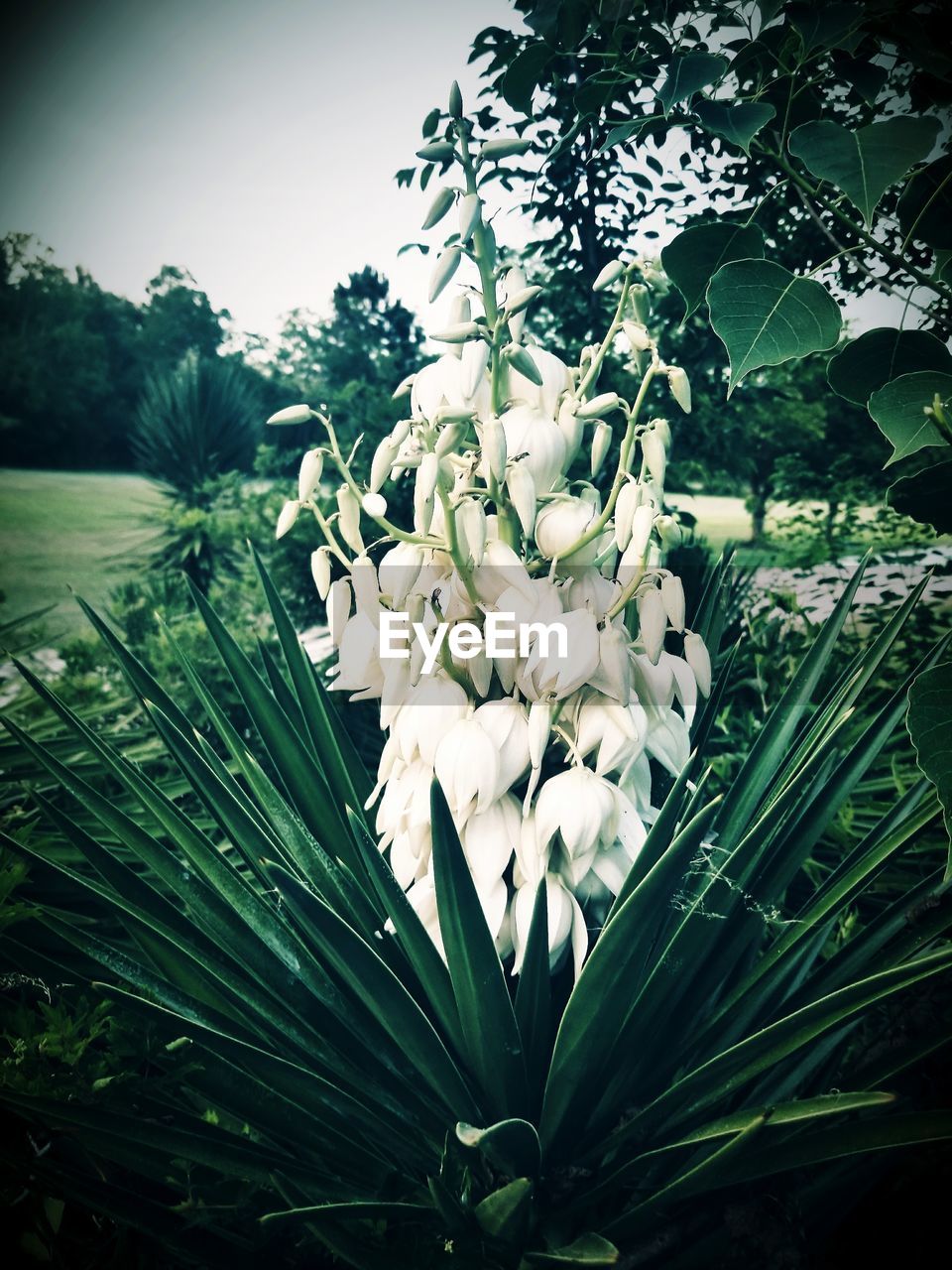 CLOSE UP OF WHITE FLOWERING PLANT