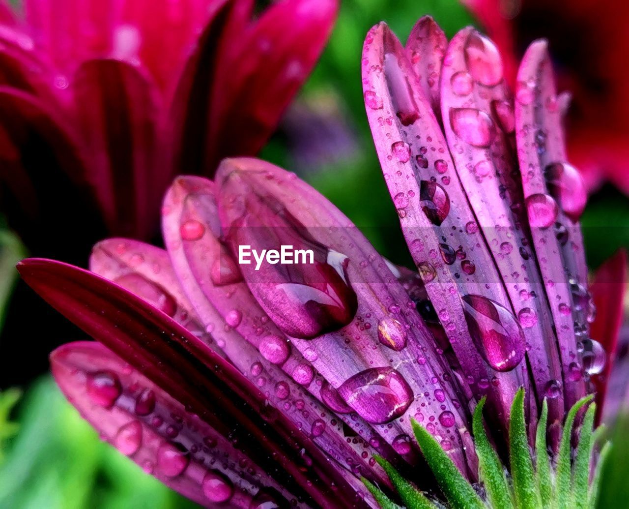 Close-up of wet pink flower