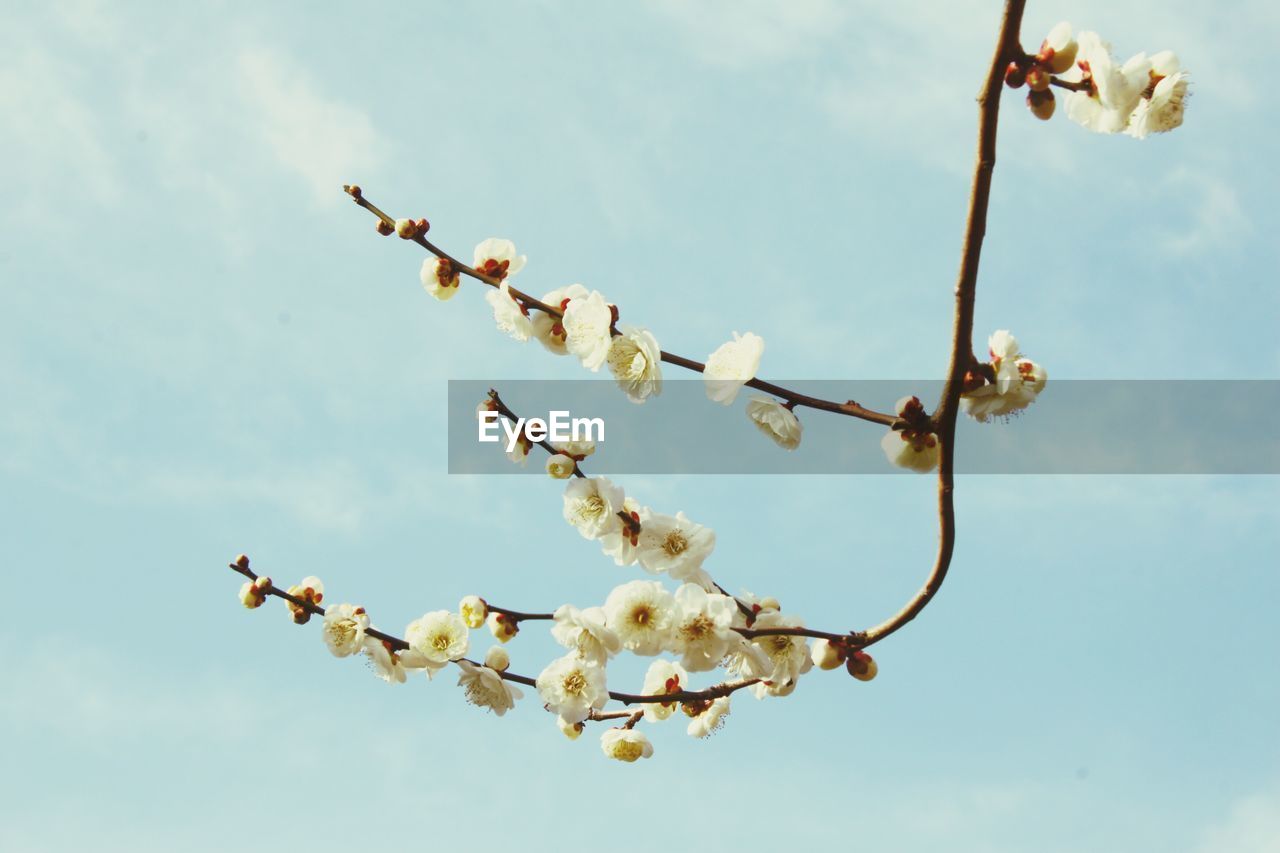 Low angle view of flower tree against sky