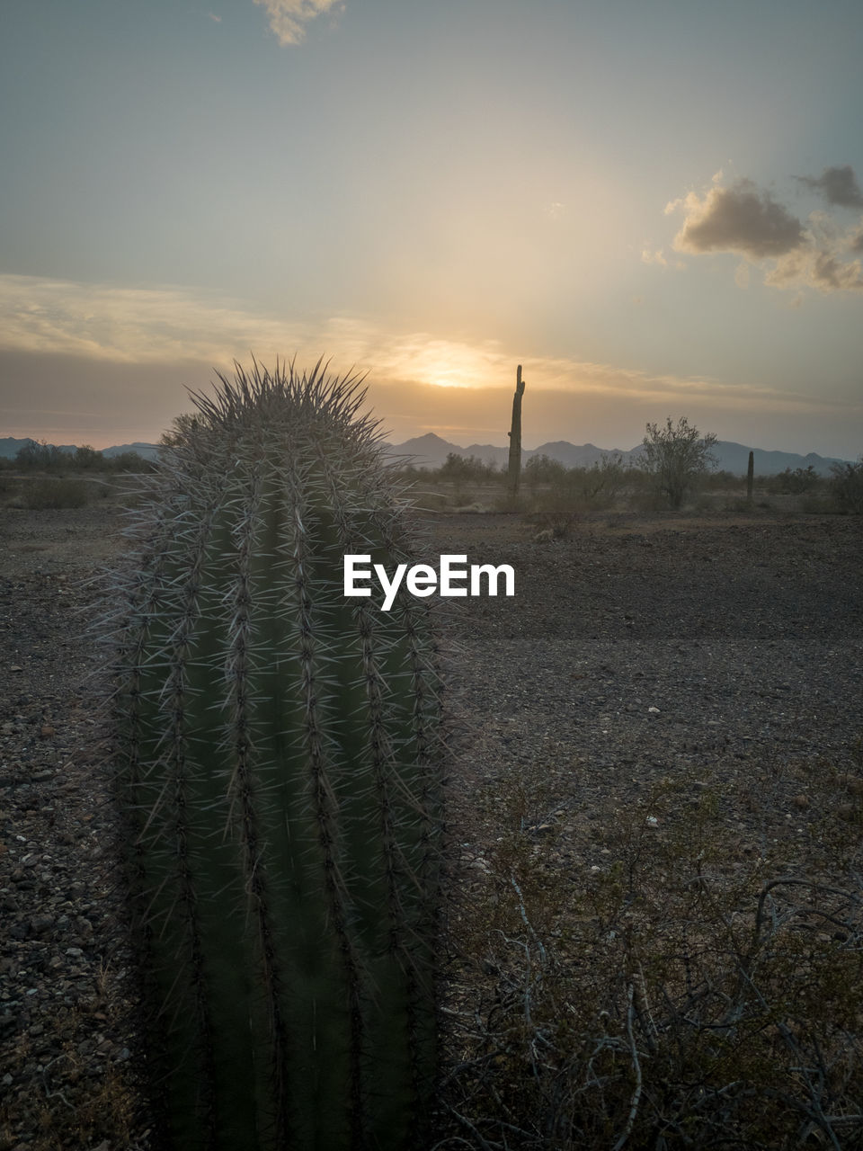 PLANTS GROWING ON FIELD DURING SUNSET