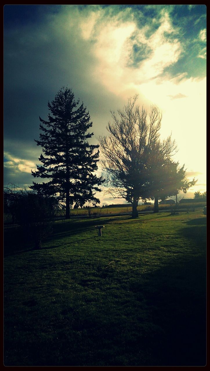 TREES ON GRASSY FIELD AGAINST CLOUDY SKY