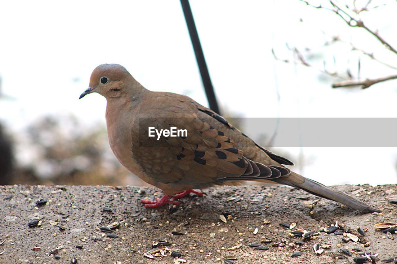 CLOSE-UP OF A BIRD