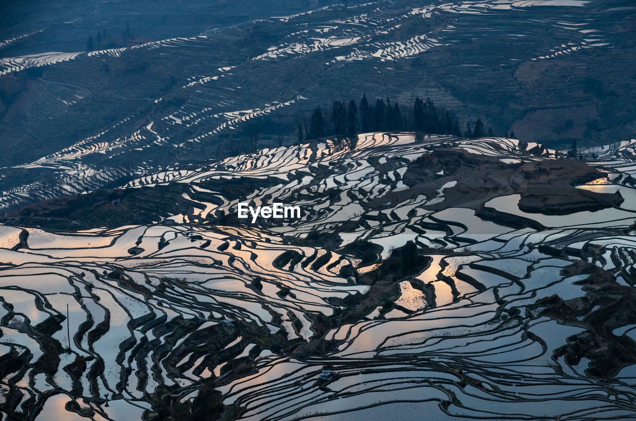 High angle view of padi field