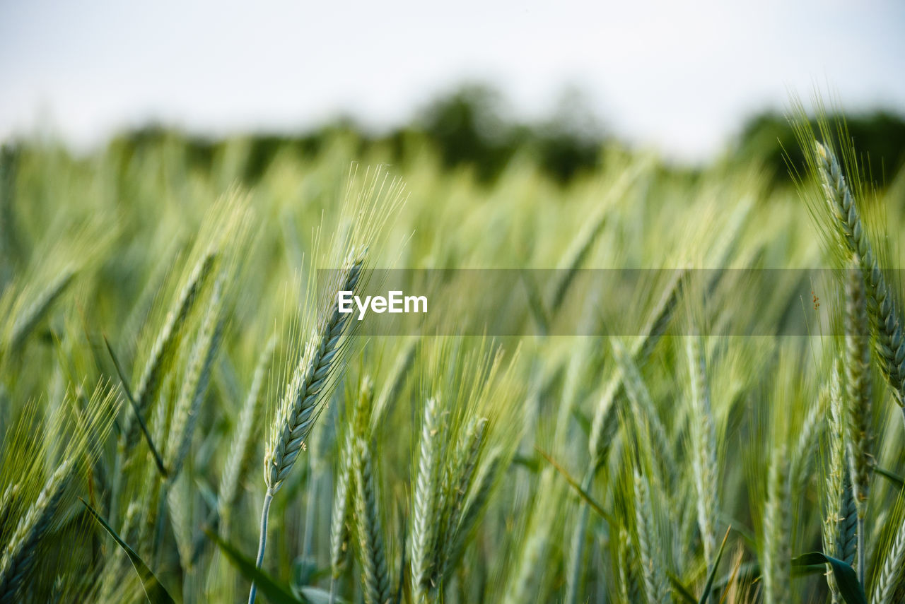 Close-up of wheat growing on field against sky