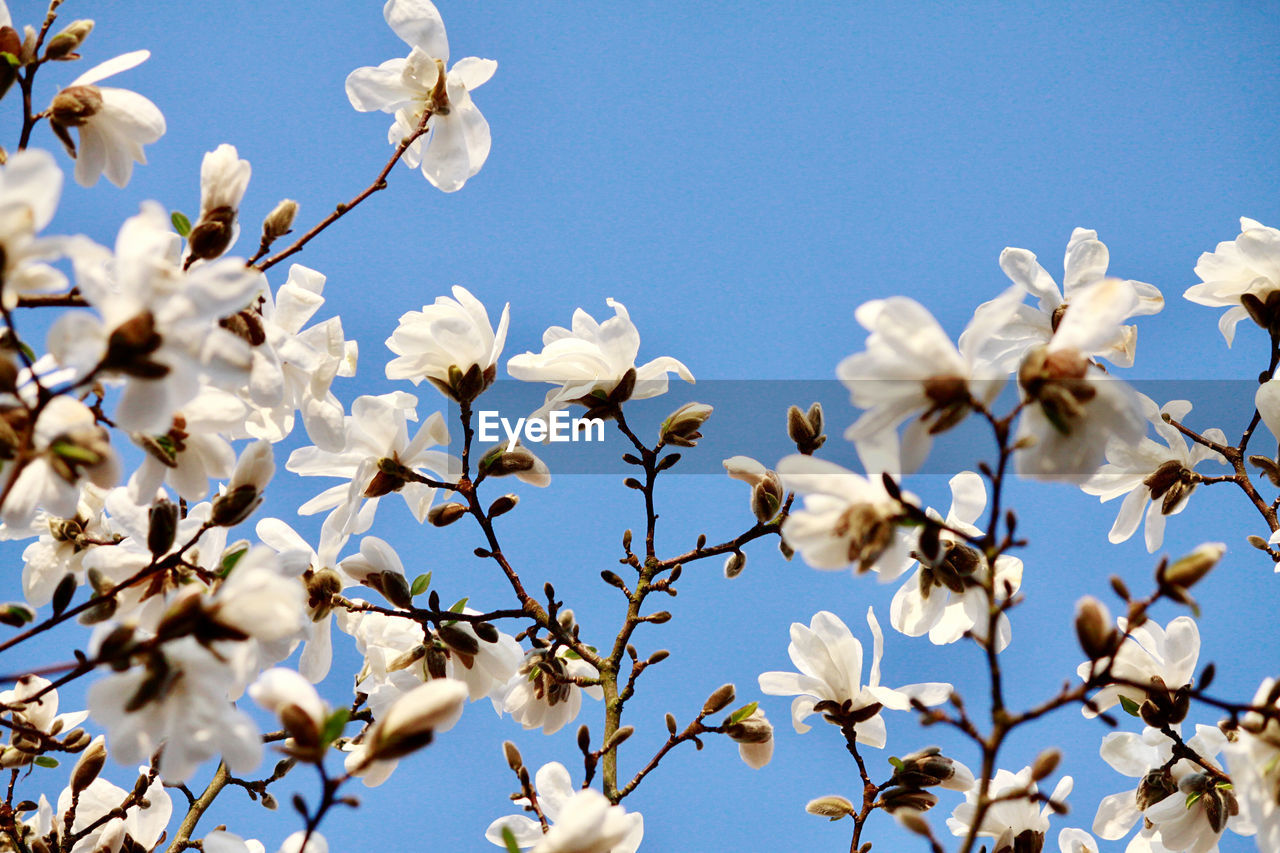 Low angle view of white magnolia blossom