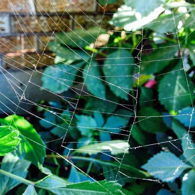 CLOSE-UP OF SPIDER WEB ON PLANT