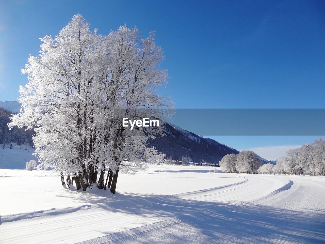 Trees on snow covered field against blue sky