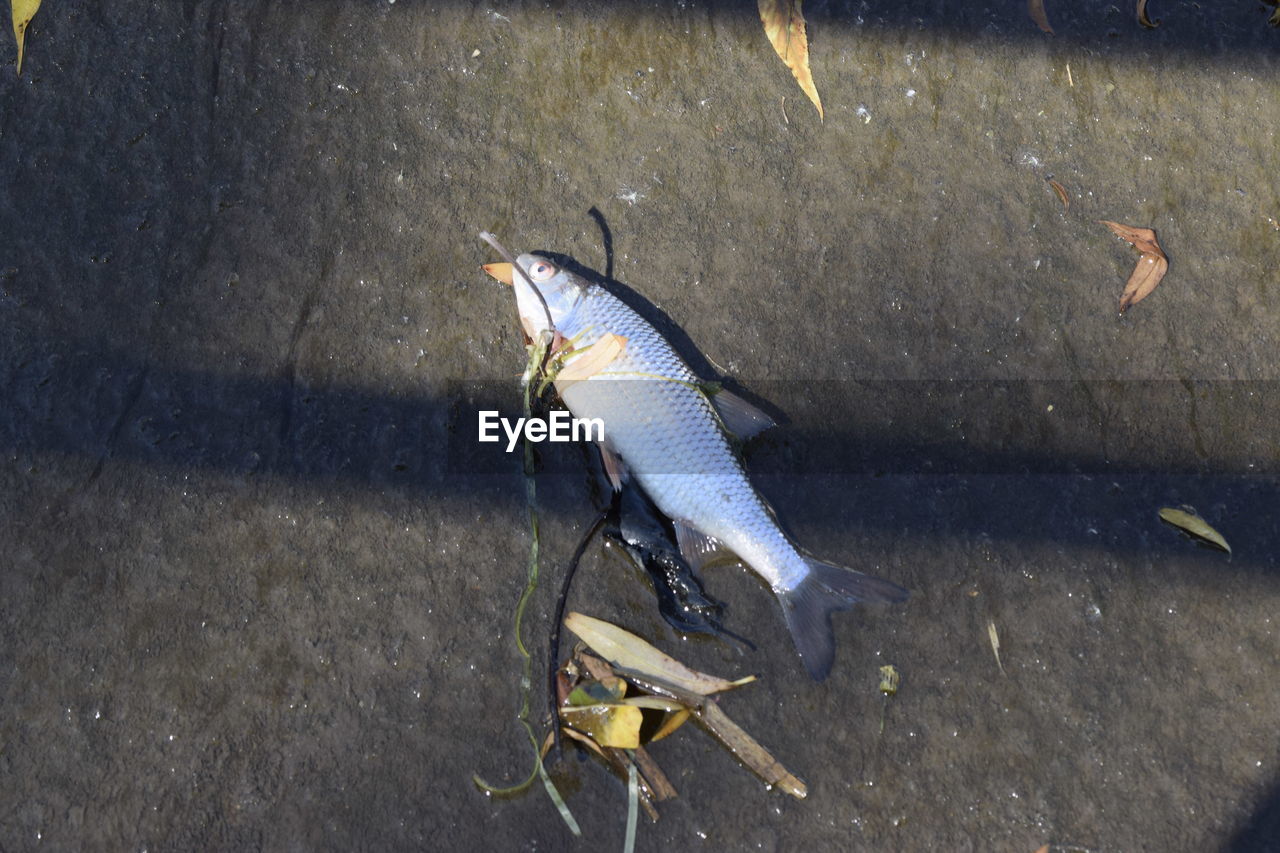 CLOSE-UP OF FISH IN WATER