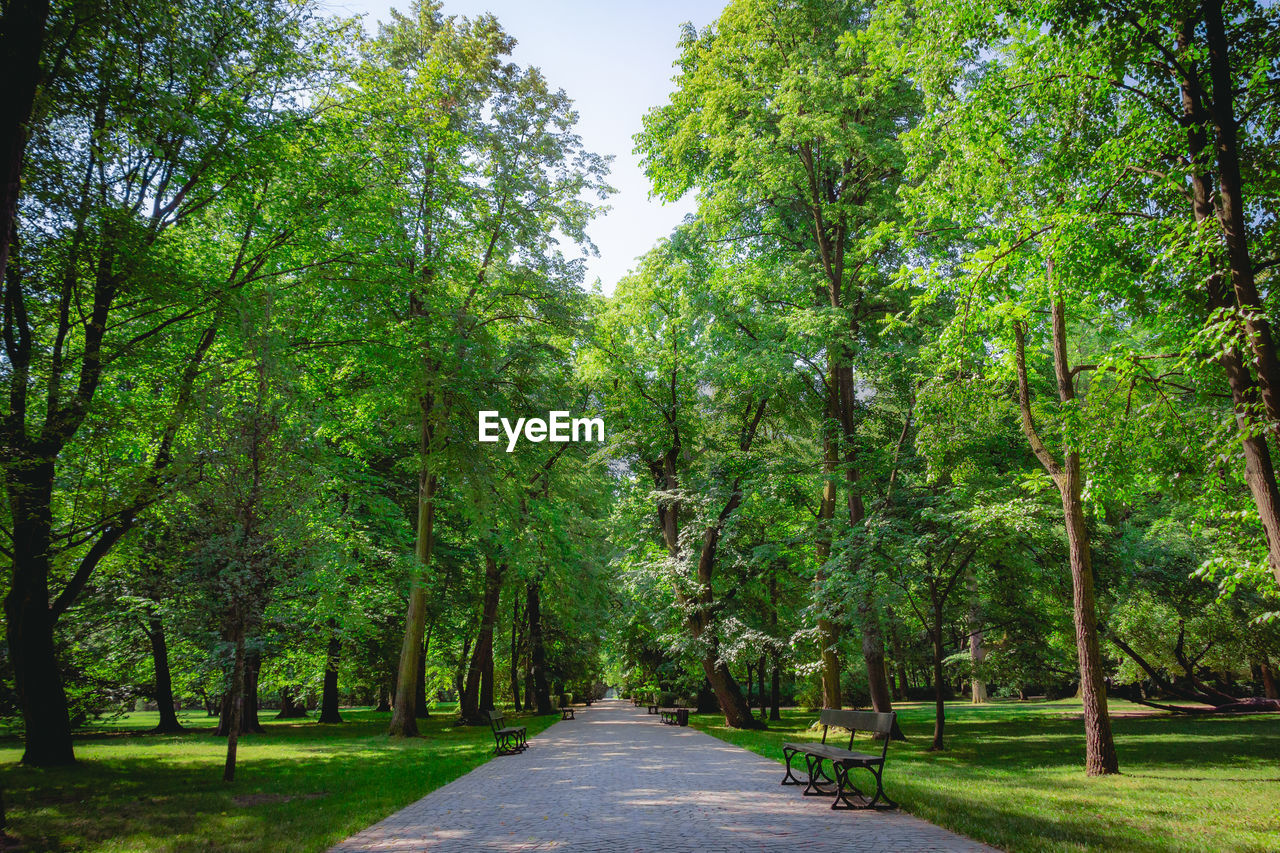 TREES ALONG PLANTS IN PARK