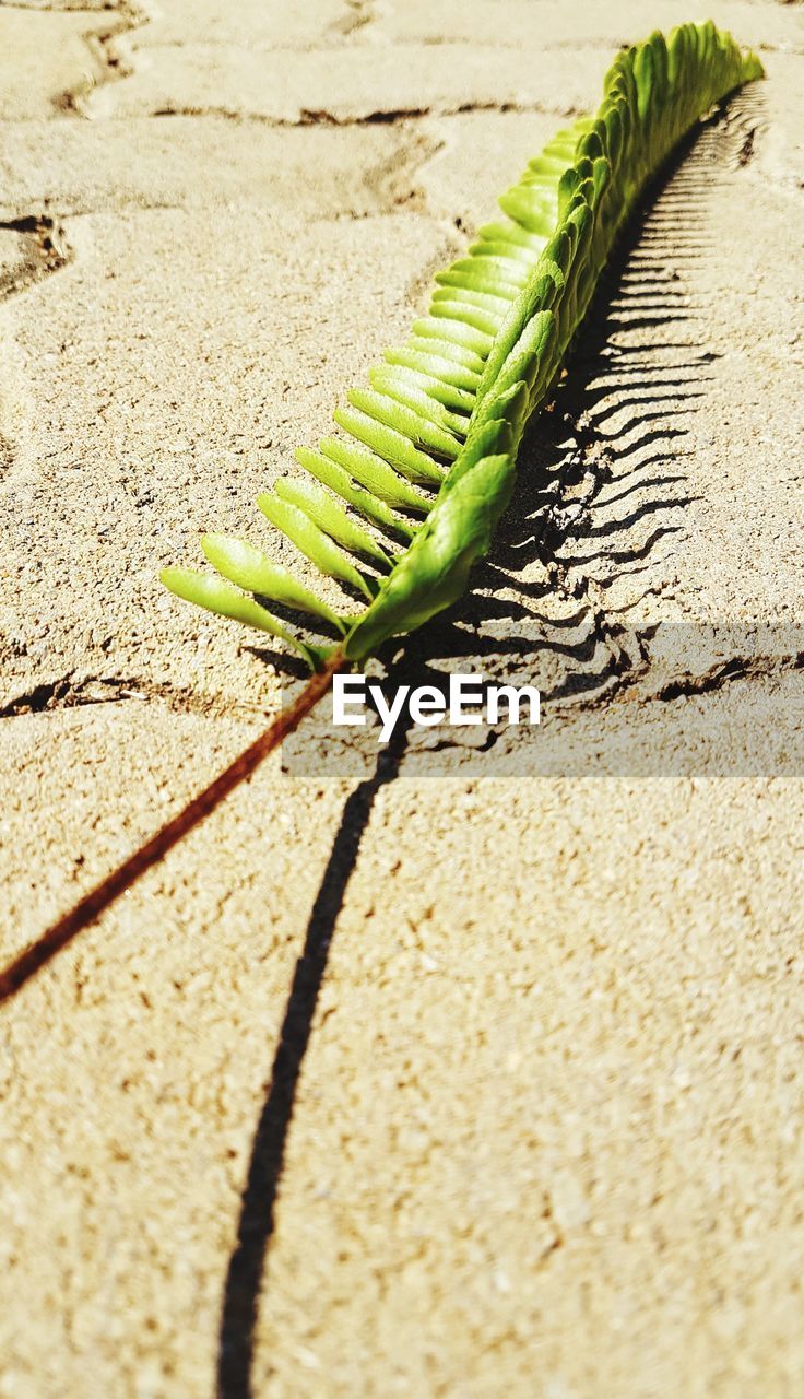 CLOSE-UP OF FRESH GREEN PLANT ON SAND