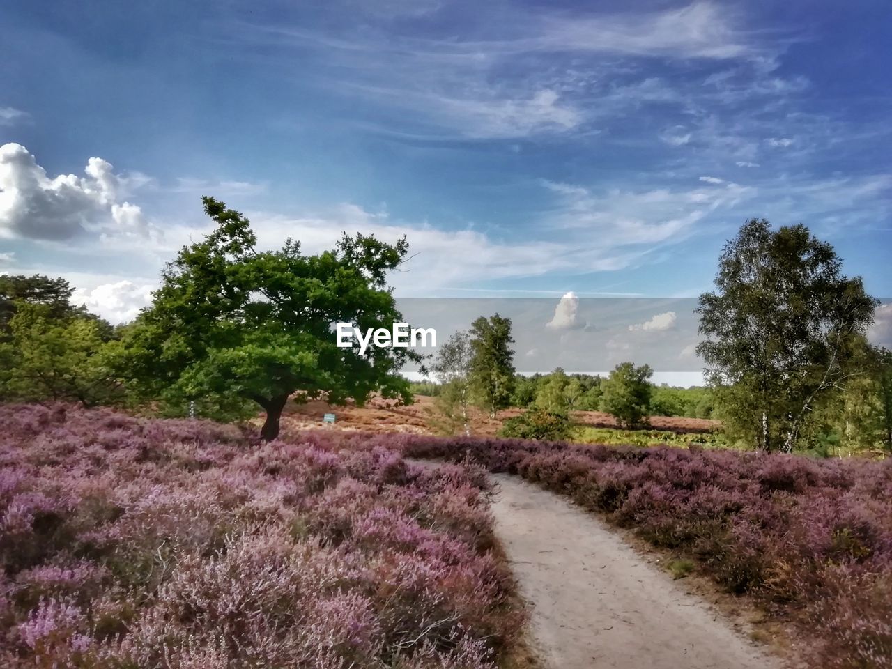 SCENIC VIEW OF FLOWERING TREES ON FIELD