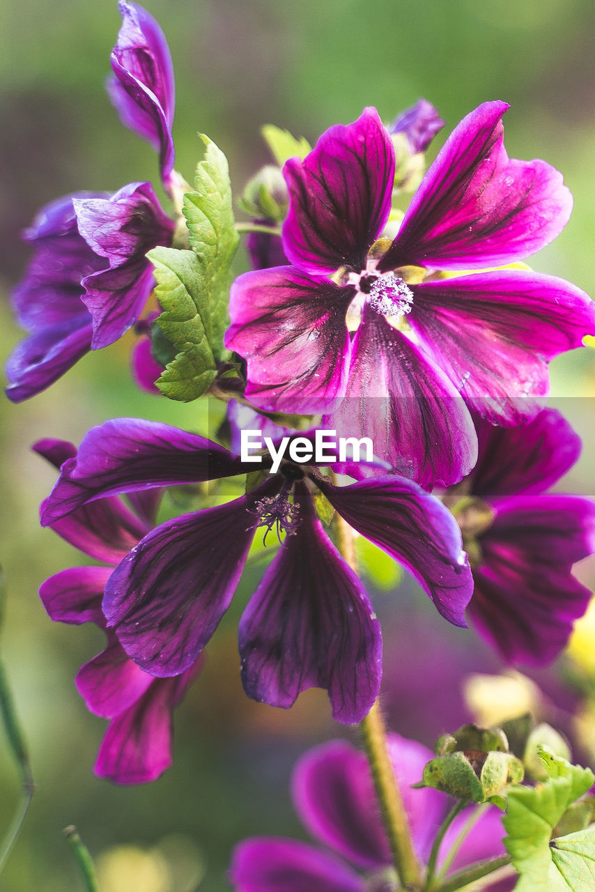 CLOSE-UP OF PURPLE FLOWERING PLANTS