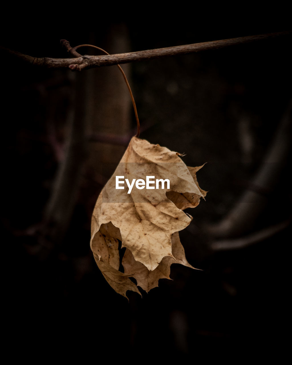 Close-up of dry leaf against blurred background