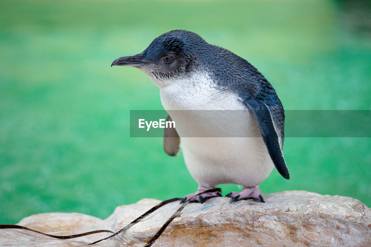 Close-up of bird perching on rock