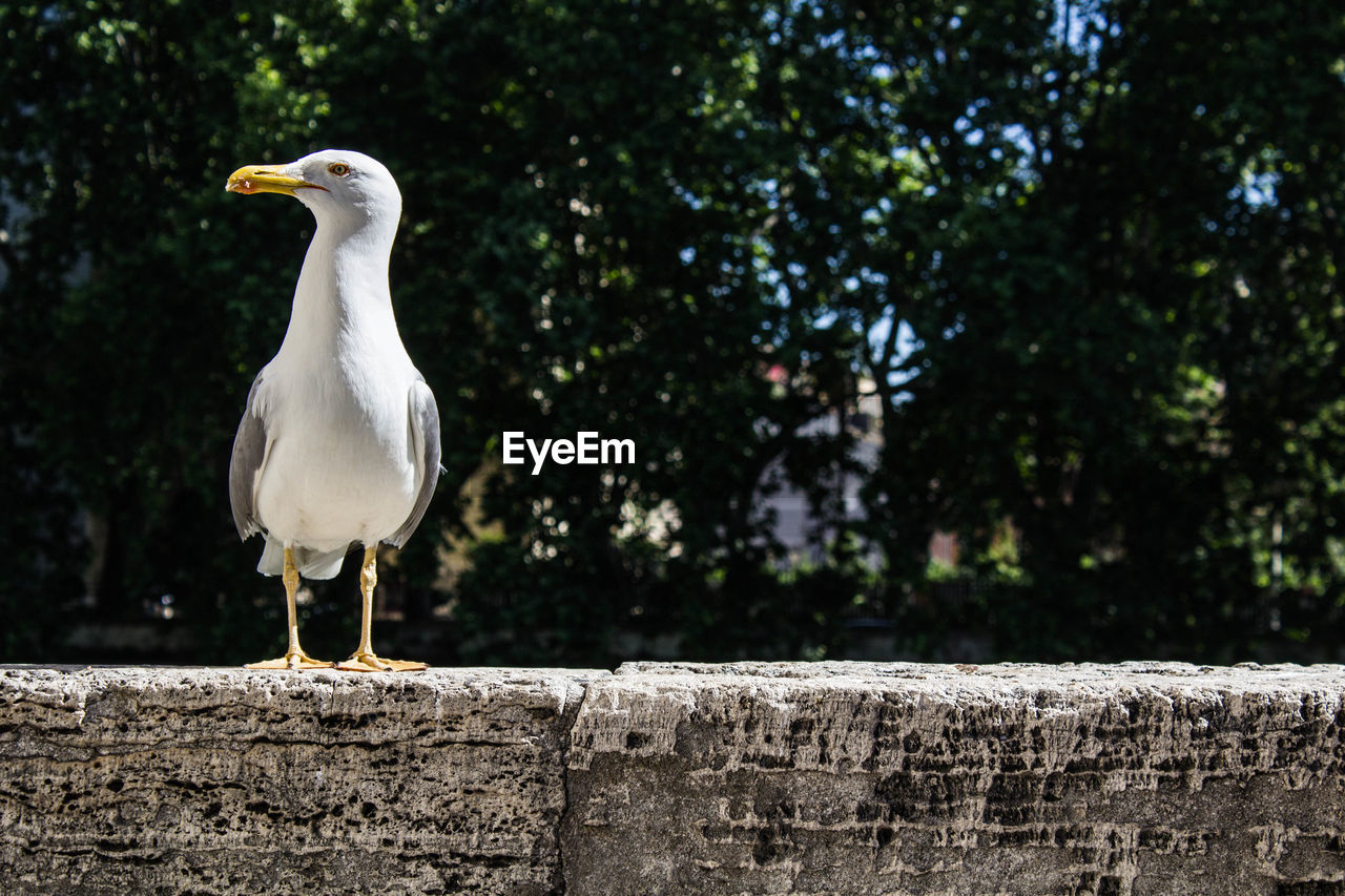View of seagull on concrete wall