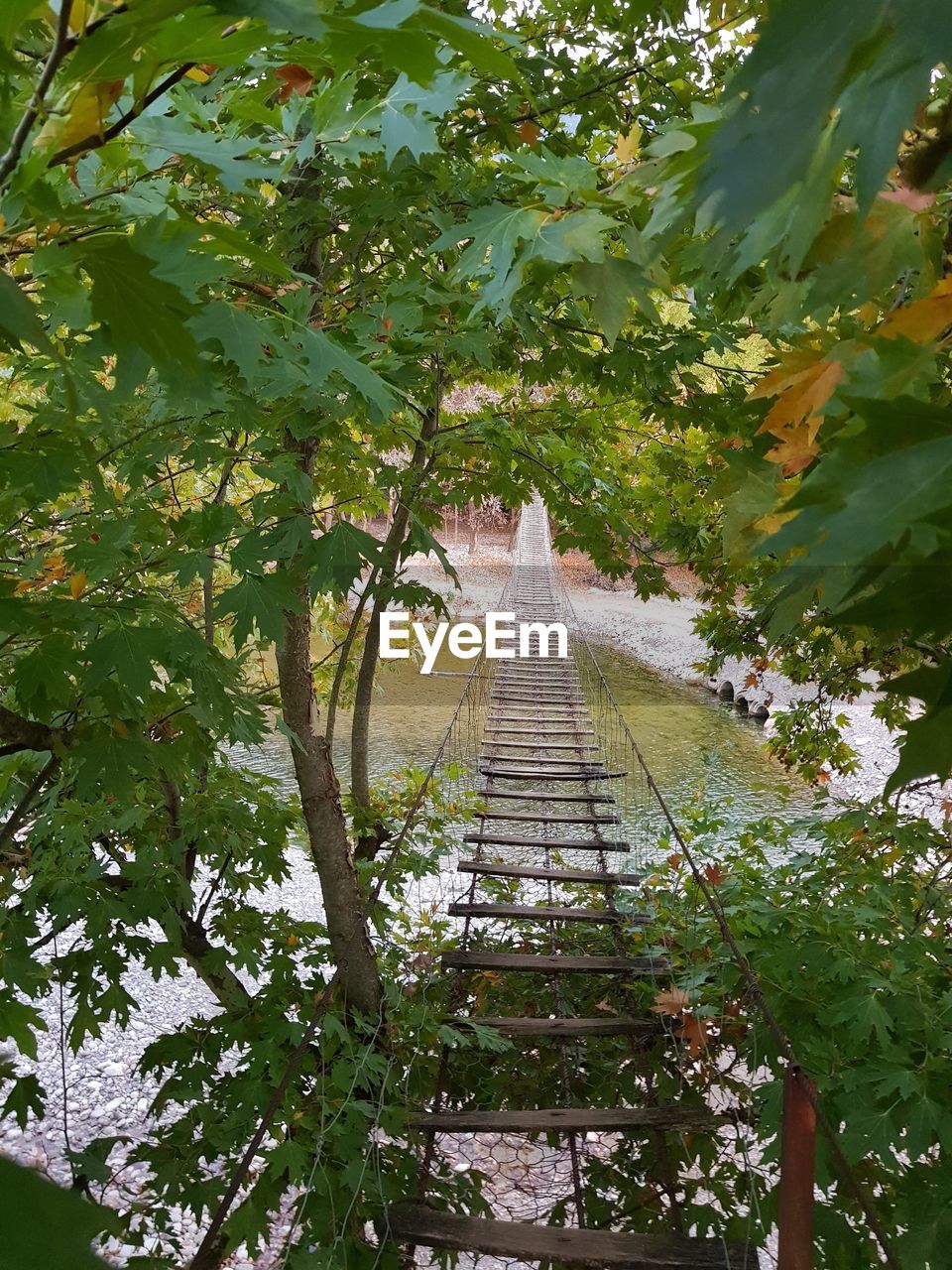 TREES AND PLANTS GROWING ON TREE