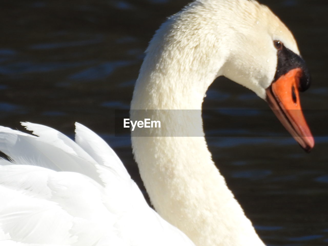 CLOSE-UP OF SWAN IN LAKE