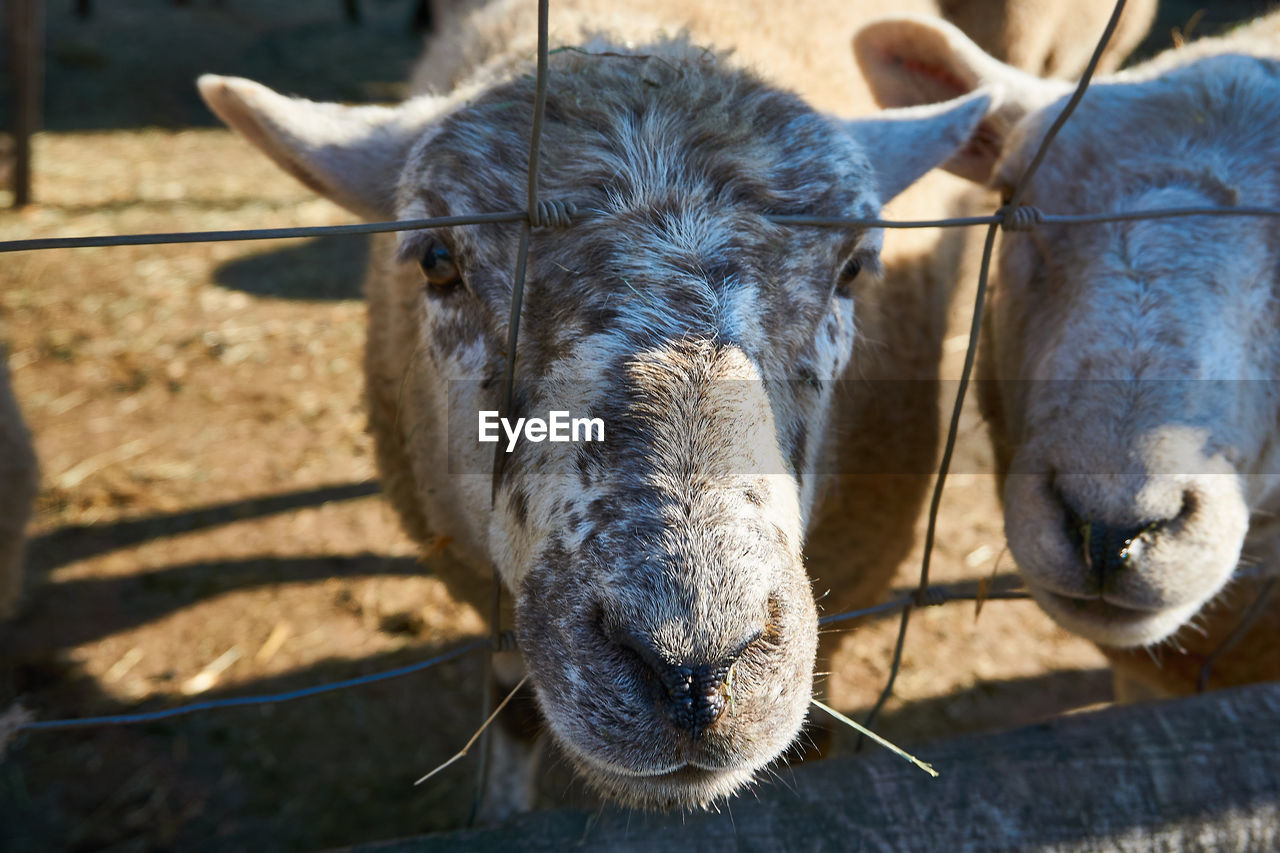 CLOSE-UP OF AN ANIMAL PEN