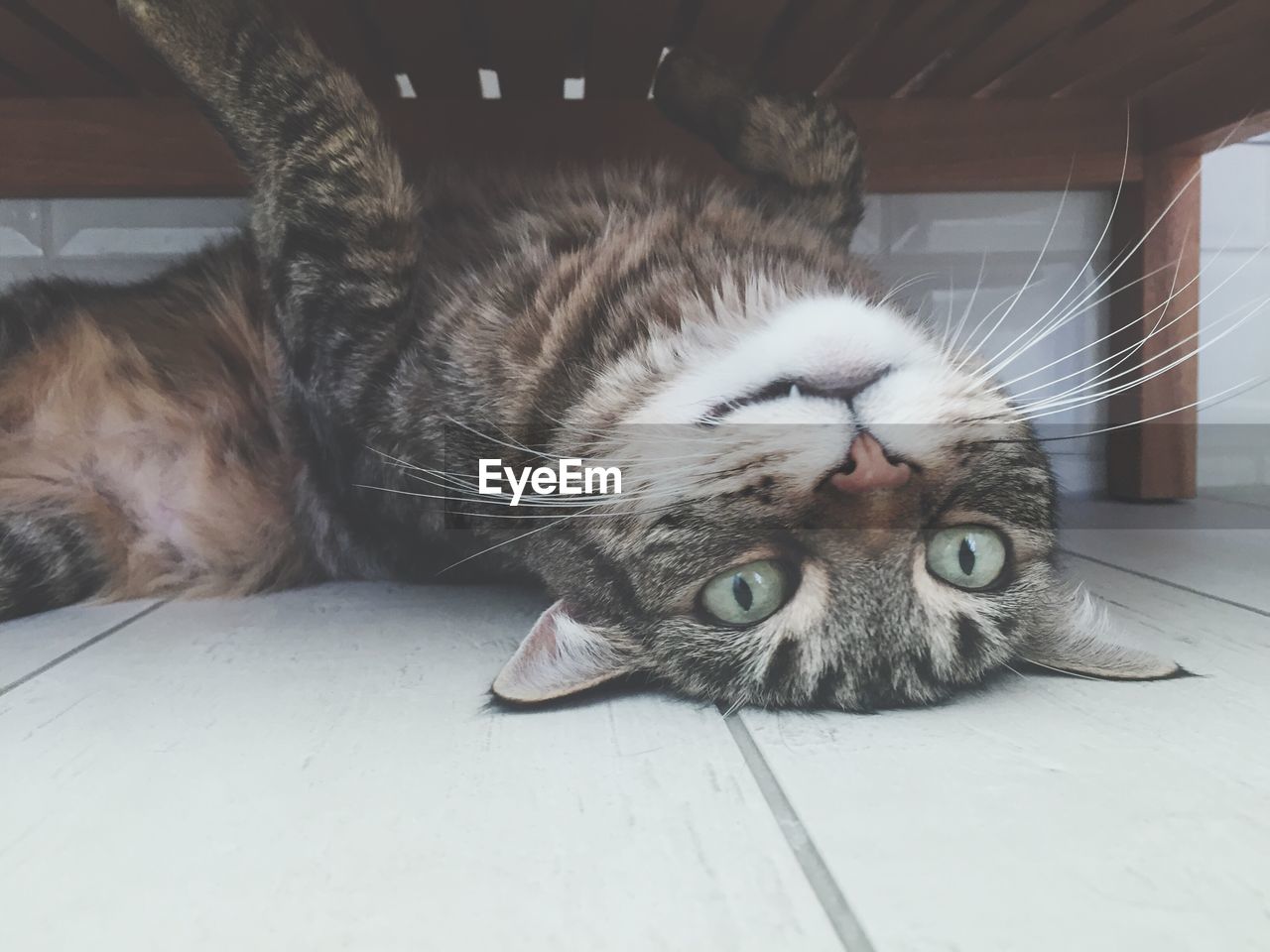 Close-up portrait of cat relaxing at home