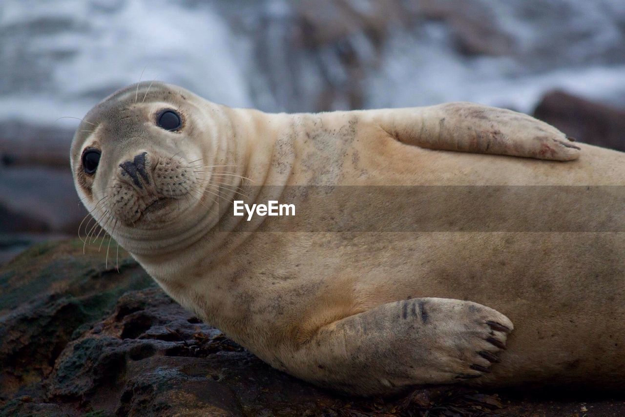 Close-up of seal on rock