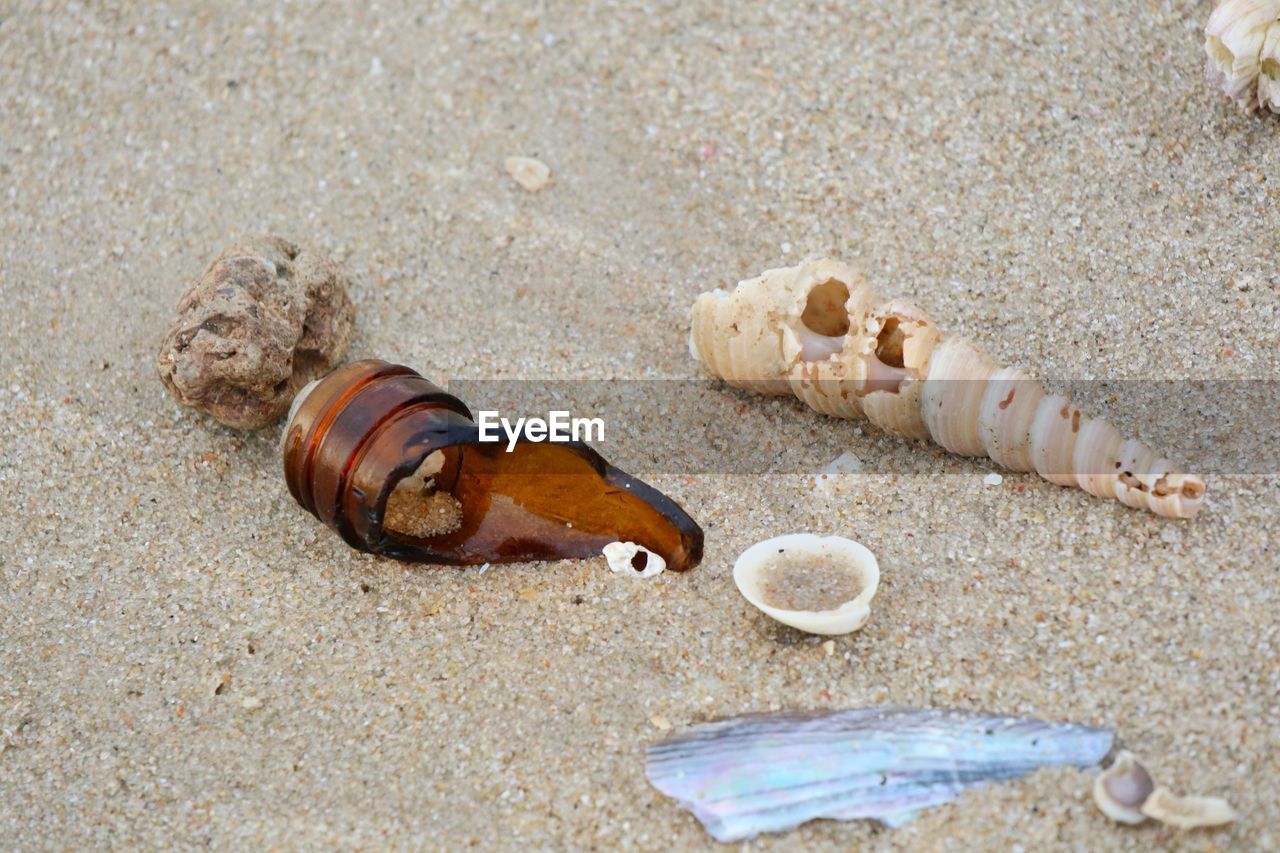 CLOSE-UP OF SHELL ON BEACH