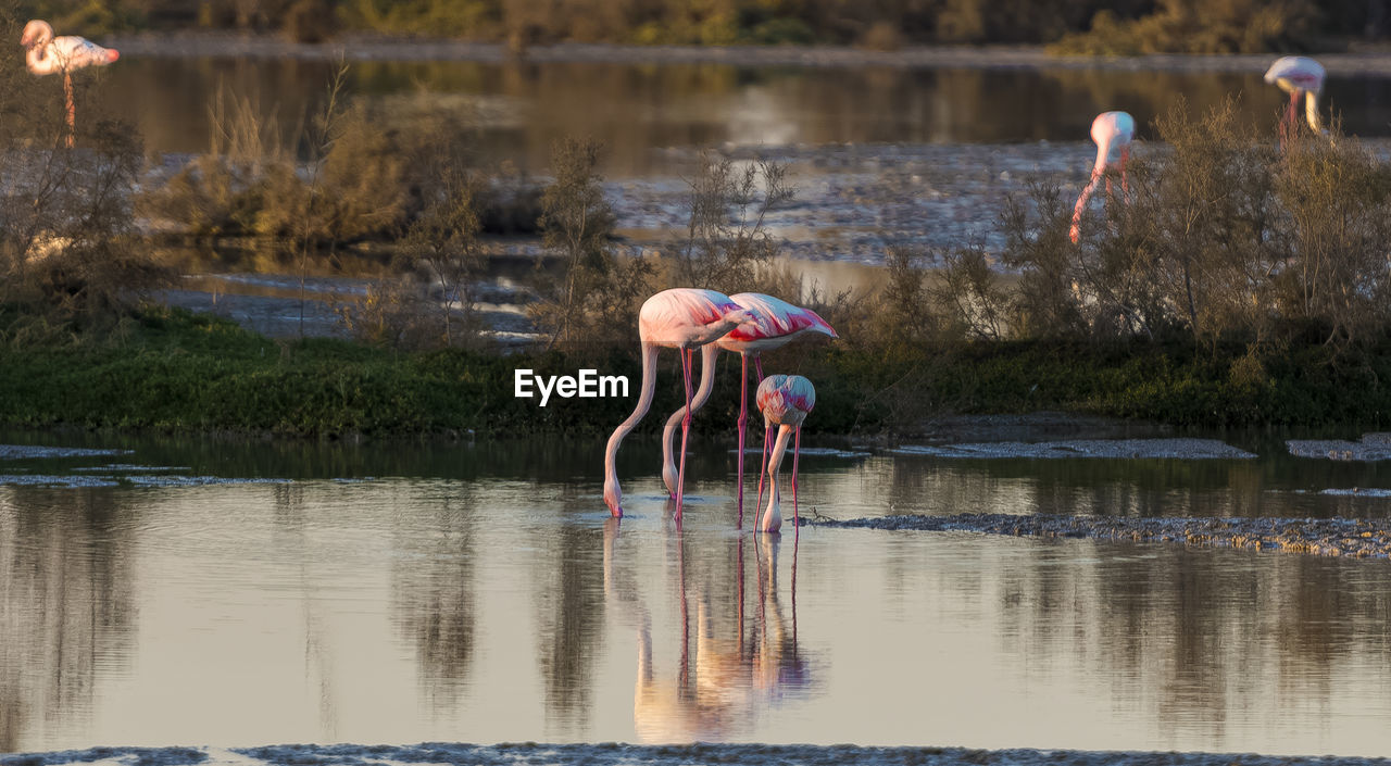 Flamingos in lake during sunset