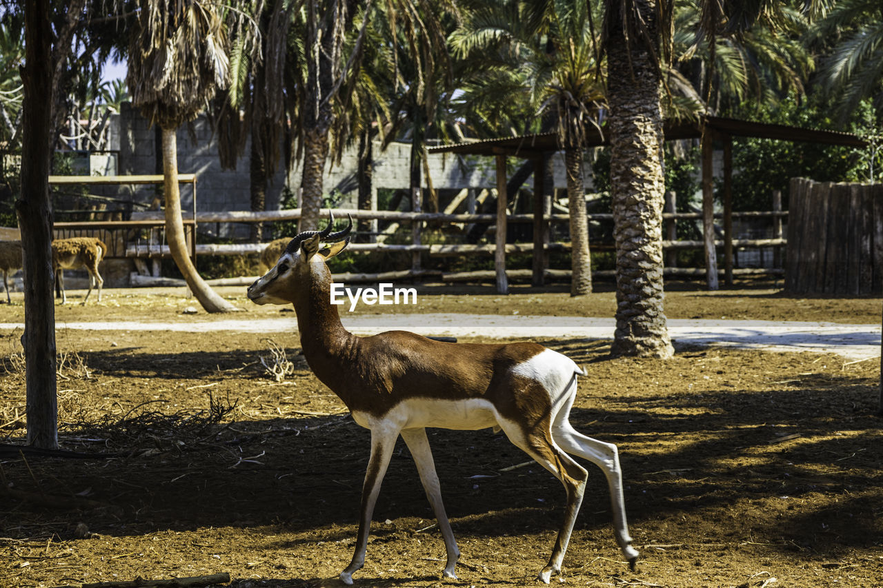 Impala antelope in national reserve