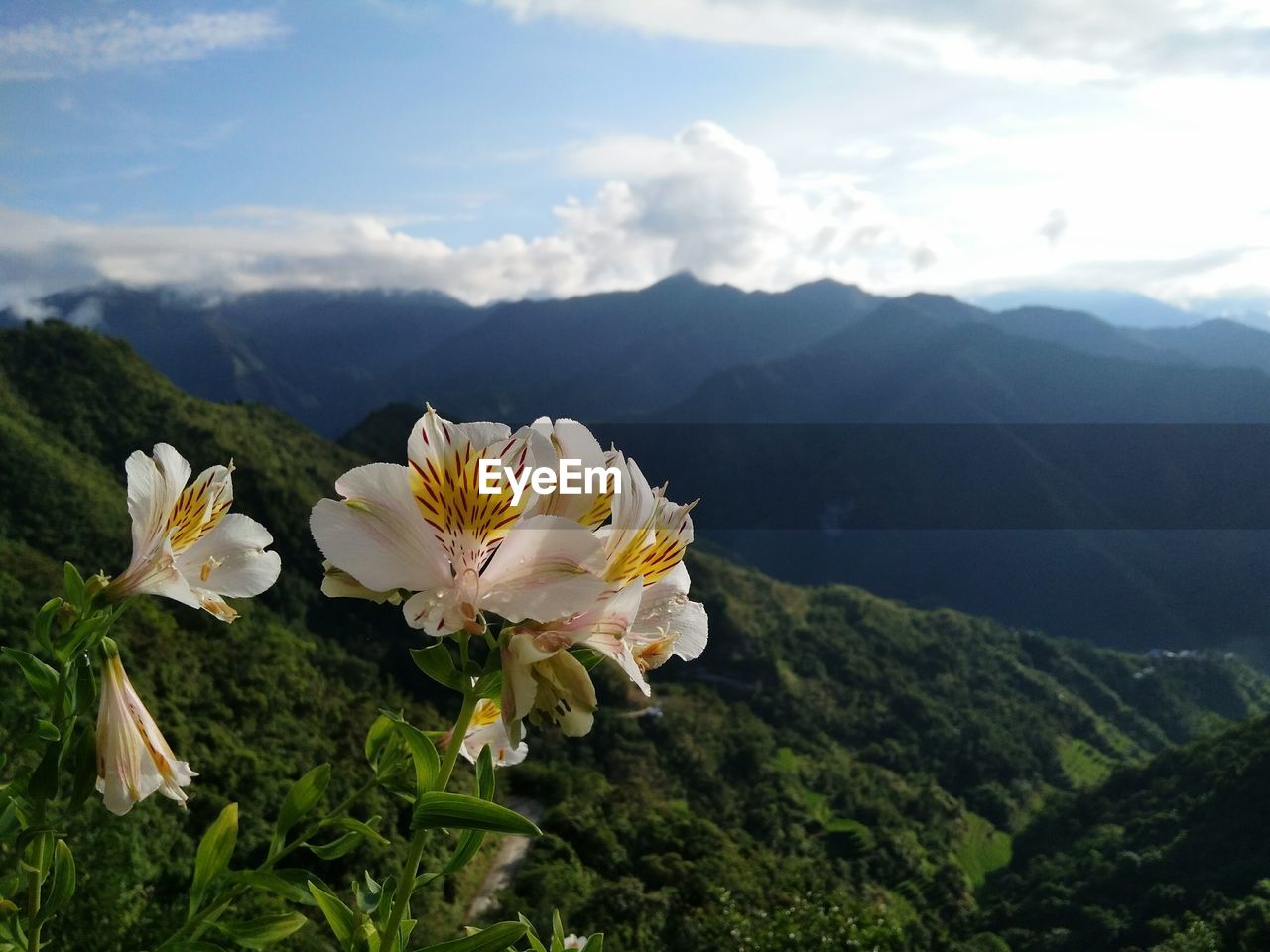 Close-up of white flowering plants against mountain