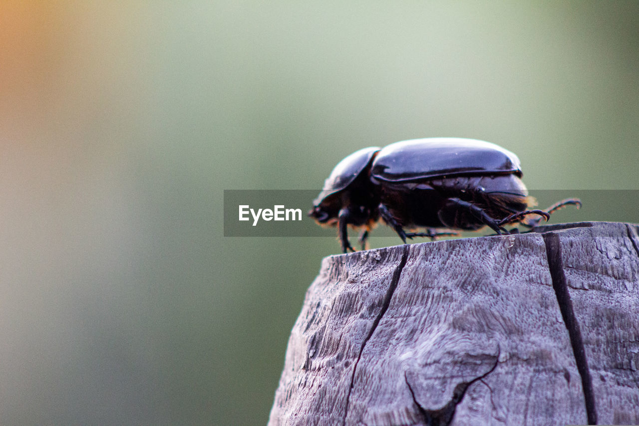 Beatle Insect Close-up Wildlife