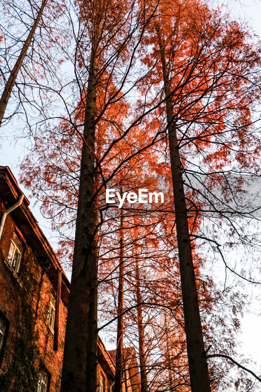 LOW ANGLE VIEW OF TREE AGAINST SKY