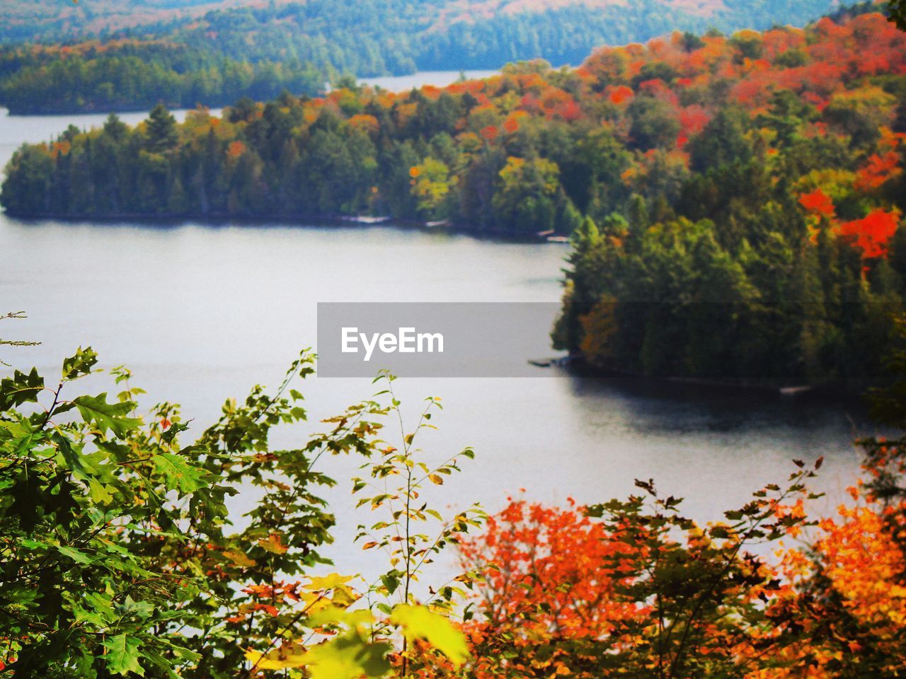 SCENIC VIEW OF LAKE IN FOREST