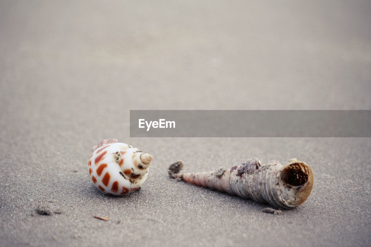 shell, sand, macro photography, close-up, no people, beach, animal, land, animal wildlife, animal themes, nature, jewellery, selective focus, copy space, day, wildlife, animal shell, sea, outdoors