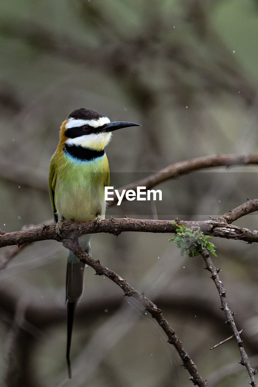 CLOSE-UP OF A BIRD PERCHING ON BRANCH