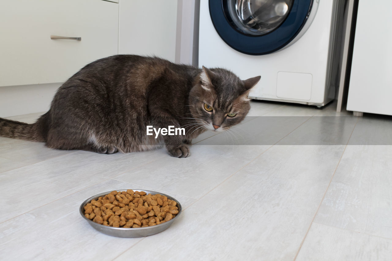 high angle view of cat on table at home