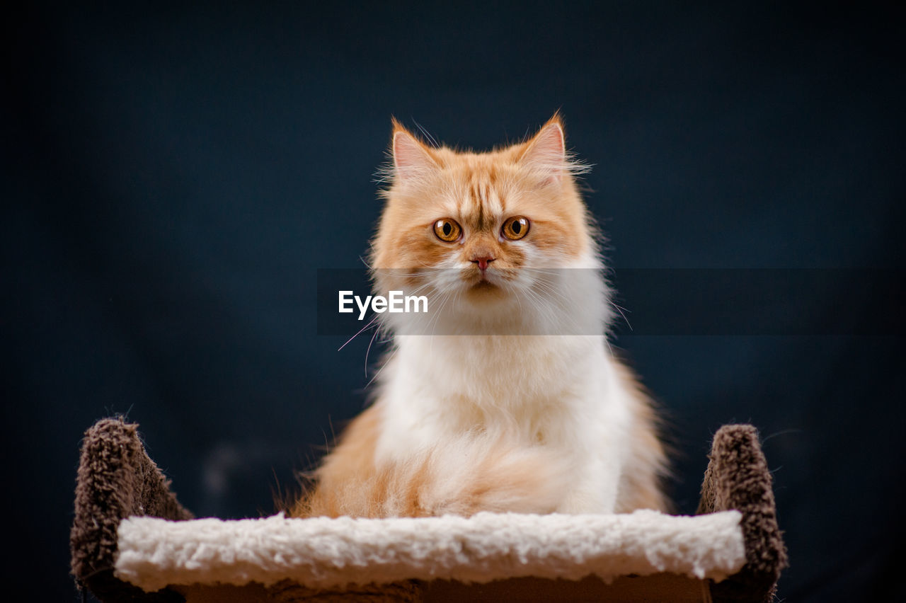 Close-up portrait of cat on chair