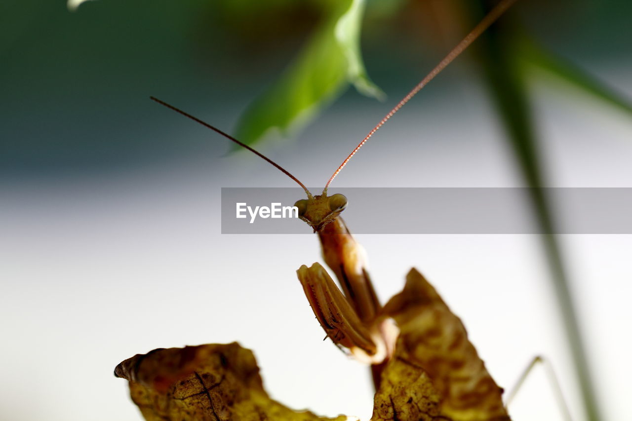 CLOSE-UP OF GRASSHOPPER ON LEAF