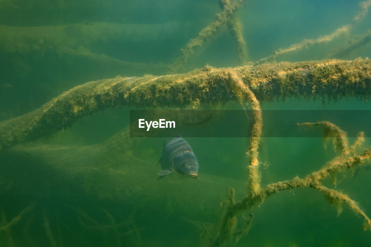 Underwater photo of the common carp or european carp, cyprinus carpio in soderica lake, croatia