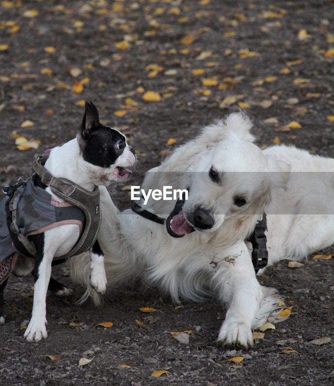 HIGH ANGLE VIEW OF TWO DOGS ON GROUND