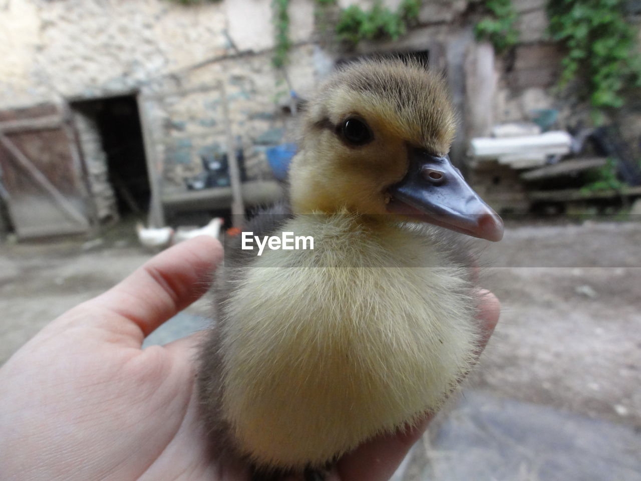 Close-up of hand holding a chick