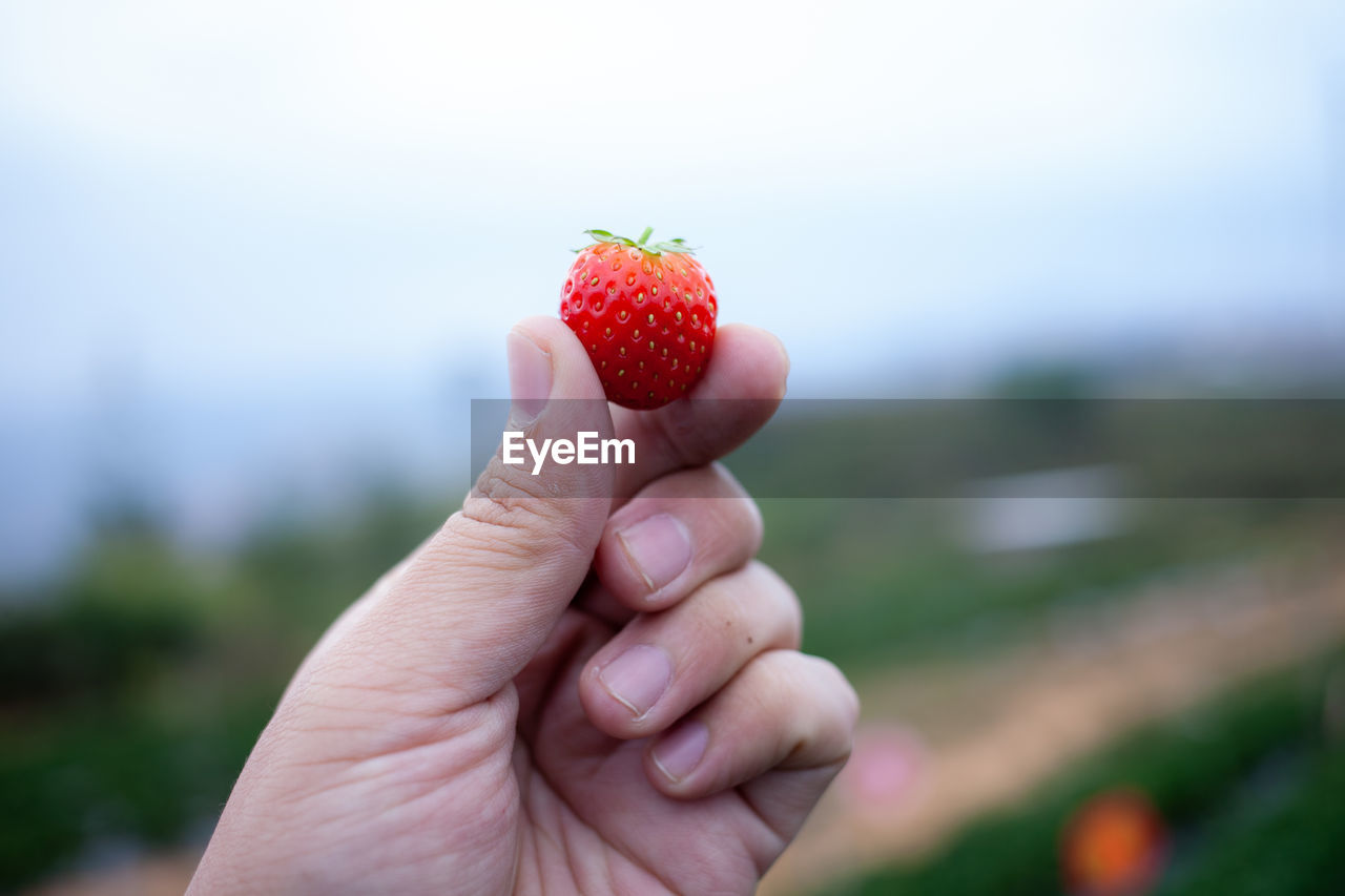 CLOSE-UP OF HUMAN HAND HOLDING STRAWBERRY