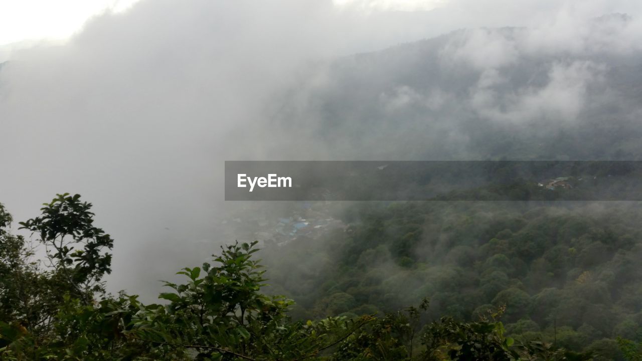 SCENIC VIEW OF FOREST IN FOGGY WEATHER AGAINST SKY