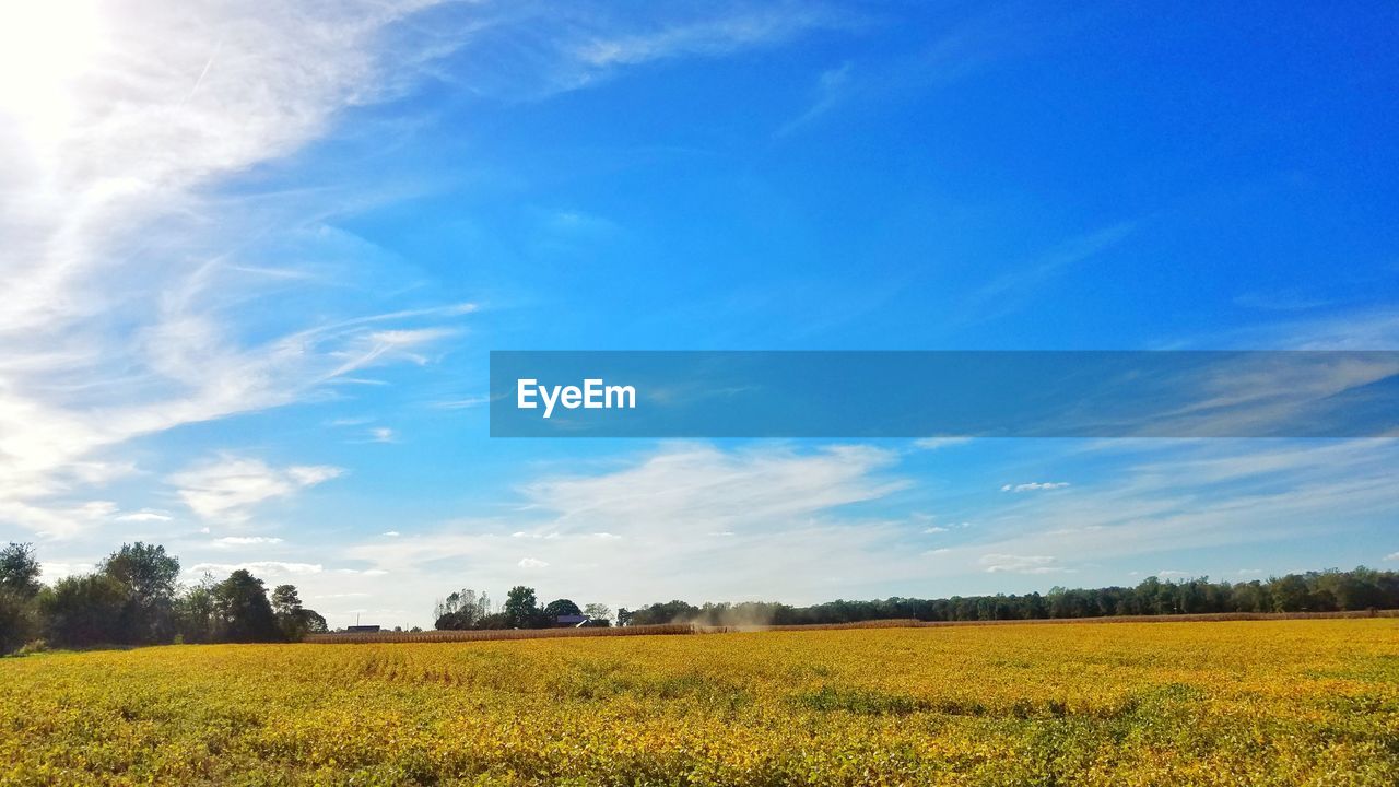 Scenic view of oilseed rape field against blue sky