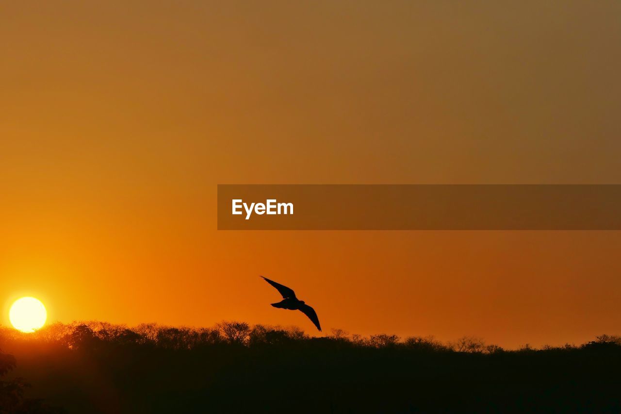 SILHOUETTE BIRD FLYING IN SKY DURING SUNSET