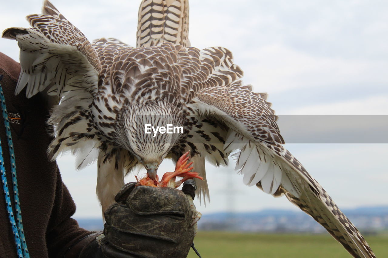 LOW ANGLE VIEW OF OWL HOLDING BIRD AGAINST SKY