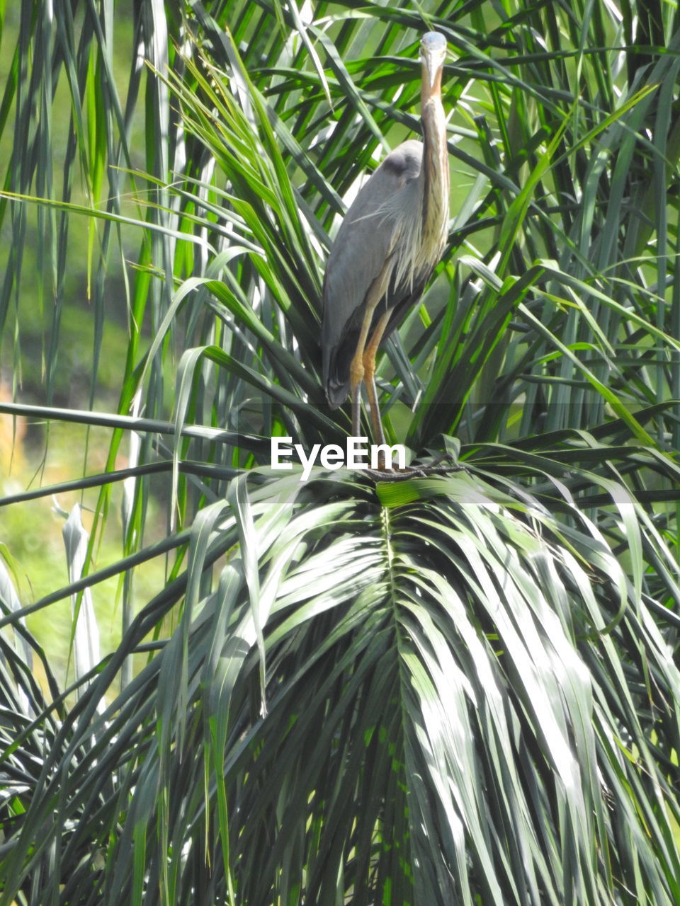 BIRD PERCHING ON A PLANT
