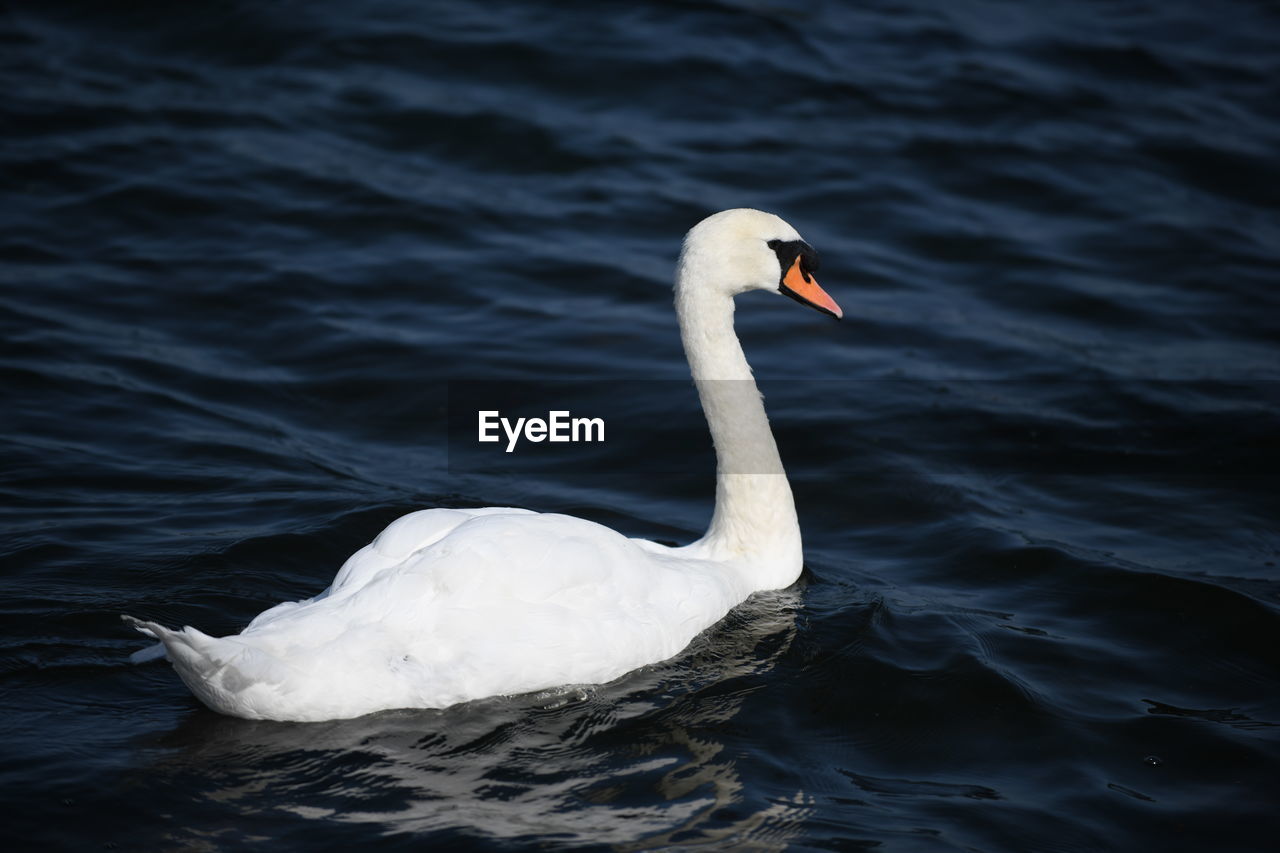 CLOSE-UP OF SWAN